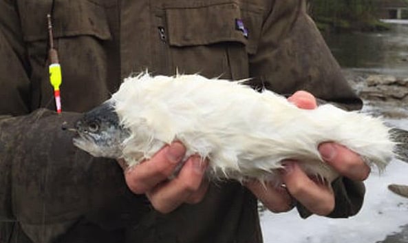 Viral Post Claims 'Fur Trout' Rediscovered In Wyoming - Real or Fake? | Here's the Truth